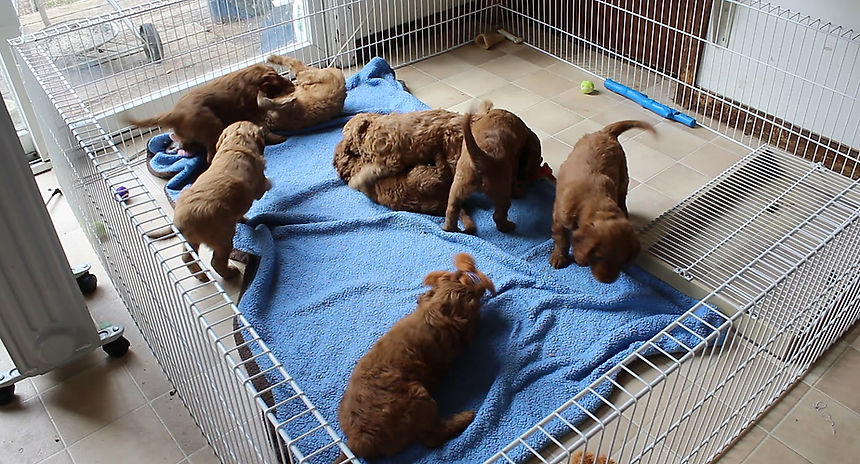 5 Weeks Old all puppies